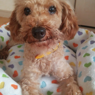 「シャーロック」男の子☆２歳くらい