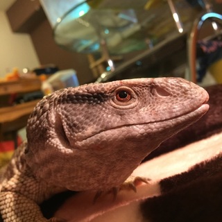 サバンナモニター