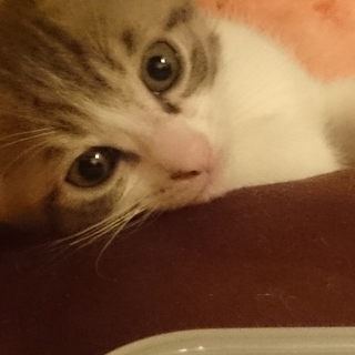 【千葉県柏市】オスの子猫の里親募集中【サバシロ】