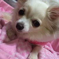 はる