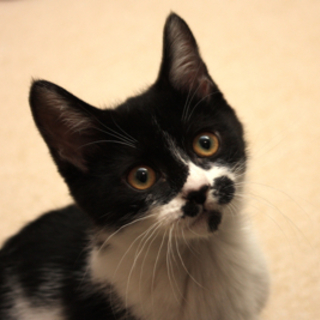 「みるく」おてんばハチワレ♀ 姉弟で募集中♪