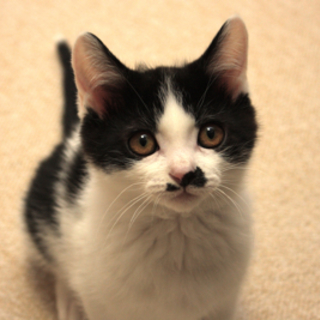 「ちーず」おっとりハチワレ♂ 姉弟で募集中♪