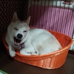 「新ベッド購入」サムネイル2