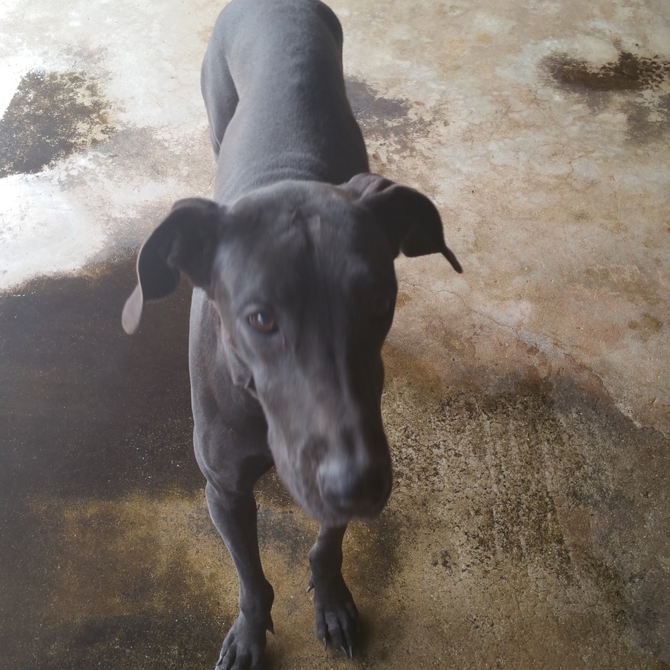 デーンのカバー写真