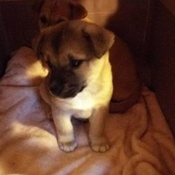 しあわせ里親会＆しつけ教室 サムネイル2