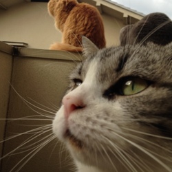 「ぴこたんどアップ！！」サムネイル1