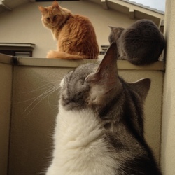 「ぴこたんどアップ！！」サムネイル2