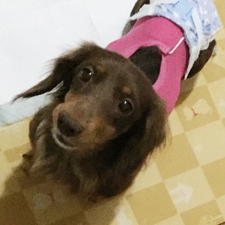 家族が欲しいです。