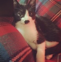 ワルツ(仮)の里親様を募集しています。