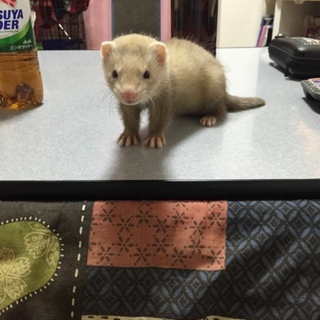 フゥエレット、シナモンです