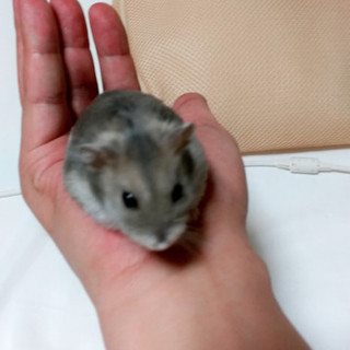 ジャンガリアンハムスター