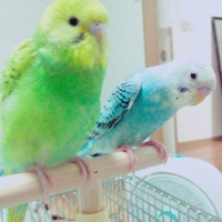 みどり