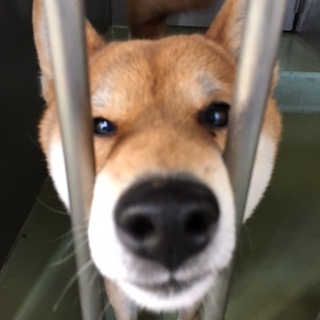 17日期限！お座りできる人懐こい可愛い男の子！