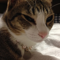 迷子札 装着完了(=^ェ^=)