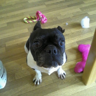 11歳の元気なフレンチブルドッ♀の里親募集します！