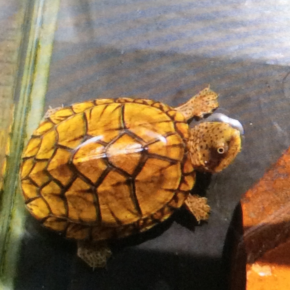 ばっちゃん(ヒメニオイガメ)のカバー写真