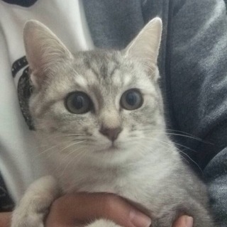 美人な女の子です！