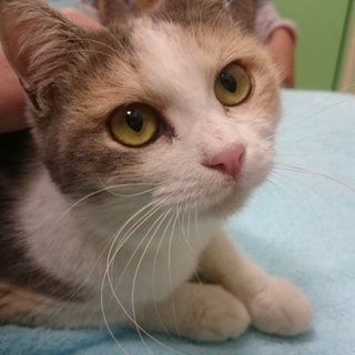 生後６ヶ月くらいの女の子です☆