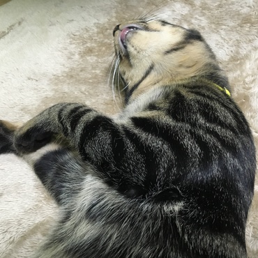 玲（りん）の写真