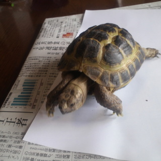 ロシア陸ガメ　大切に育ててくれる方へ