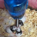 里親が決まりましたので募集終了します