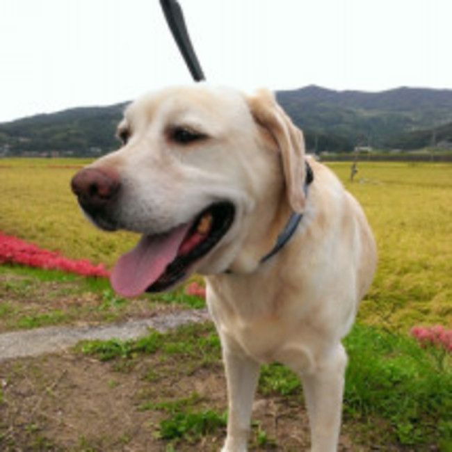 boomomopapaのカバー写真