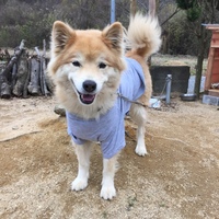 虎鉄