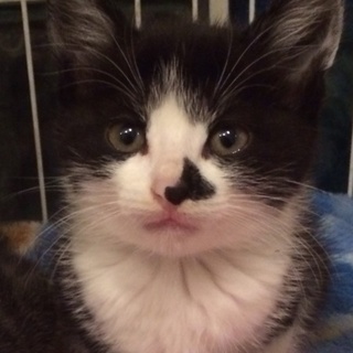 鼻ブチのハチワレちゃん