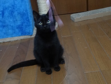 海で産まれたシー 海 ち 千葉県 猫の里親募集 ペットのおうち 月間利用者150万人