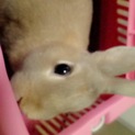 優しい飼い主さん募集。