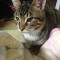 子猫2匹里親様募集しますm(_ _)m