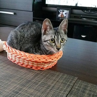 可愛がってくれる方探してます