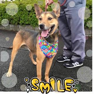 散歩と撫でてもらうのが大好き！！な男の子です。