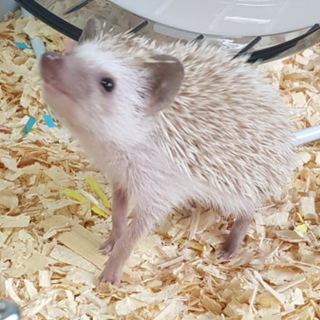 ハリネズミの里親さん募集です！
