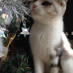 「MerryX'mas！ぴかちゃん(^^♪」サムネイル1