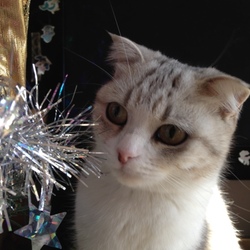 「MerryX'mas！ぴかちゃん(^^♪」サムネイル2