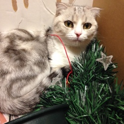 「MerryX'mas！ぴかちゃん(^^♪」サムネイル3