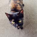 サビ猫の里親募集中！