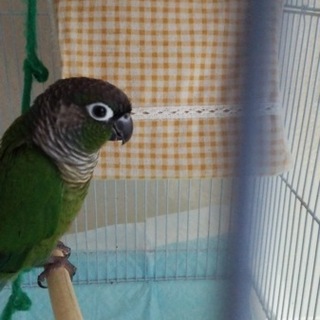 ウロコインコノーマル女の子