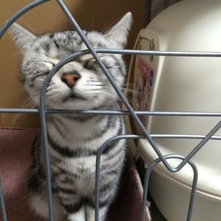 決定☆『ニィナ』甘えん坊さんになりました。