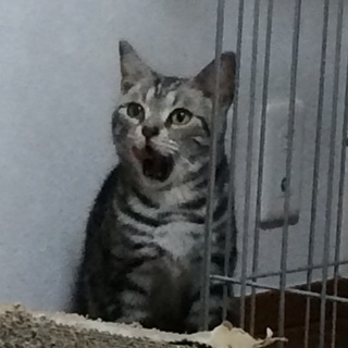 決定☆『ムース』障害なんか気にしない、元気な女の子