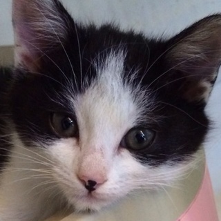 額白のハチワレちゃん