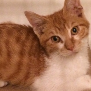 茶白兄弟顔トラ