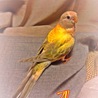 あんずちゃん ♀ 1歳0ヶ月です。人見知りせず好奇心旺盛で人が寄ると近寄って来ます。カゴの中でも羽ばたく位に元気です。