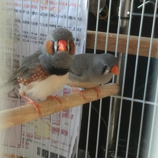 錦華鳥のヒナ さし餌でクチ開きます