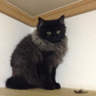 【保護しています】エリマキトカゲの様な男の子