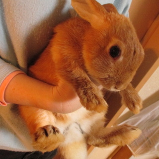 素敵なご家族に迎え入れられました！！