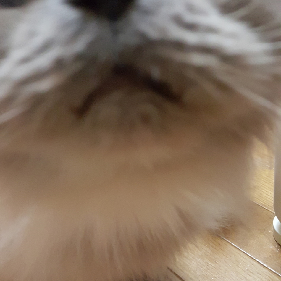 たまぴーのカバー写真