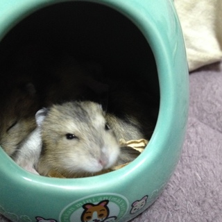 残り2匹。ｼﾞｬﾝｶﾞﾘｱﾝの里親募集