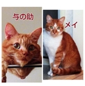 飼い主が亡くなったため、孤児になった二人です。